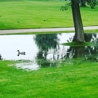 Duck in puddle